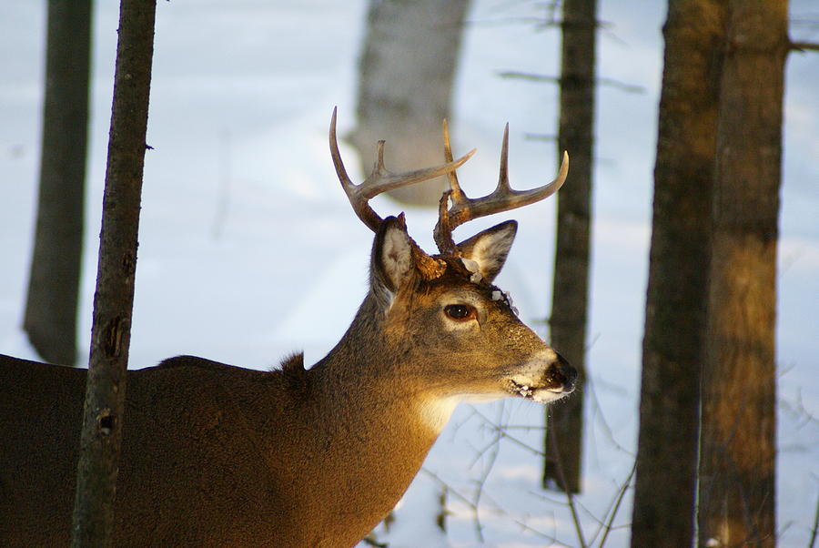 Buck at sunset Photograph by Dave Poppe - Fine Art America