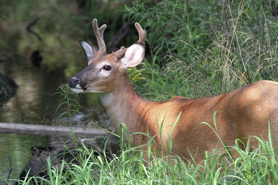Wildlife Photograph - Buck by the Stream by Stacey Steinberg