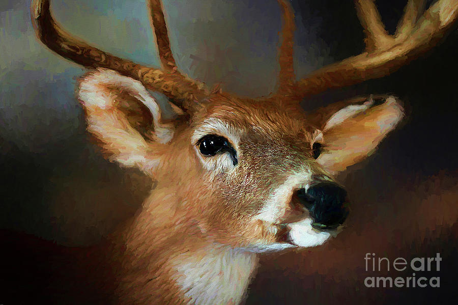 Deer Photograph - Buck by Darren Fisher