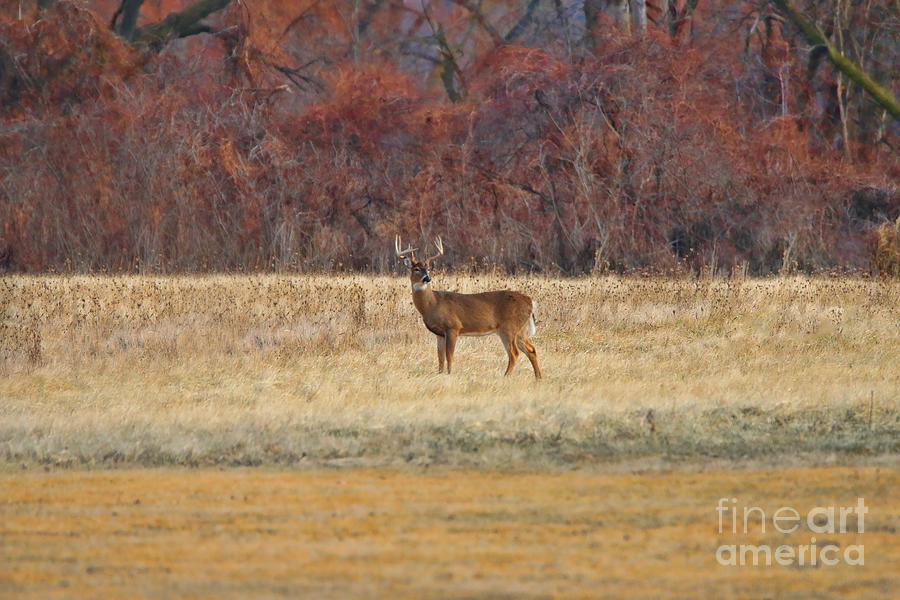 Buck Deer  7829 Photograph by Jack Schultz