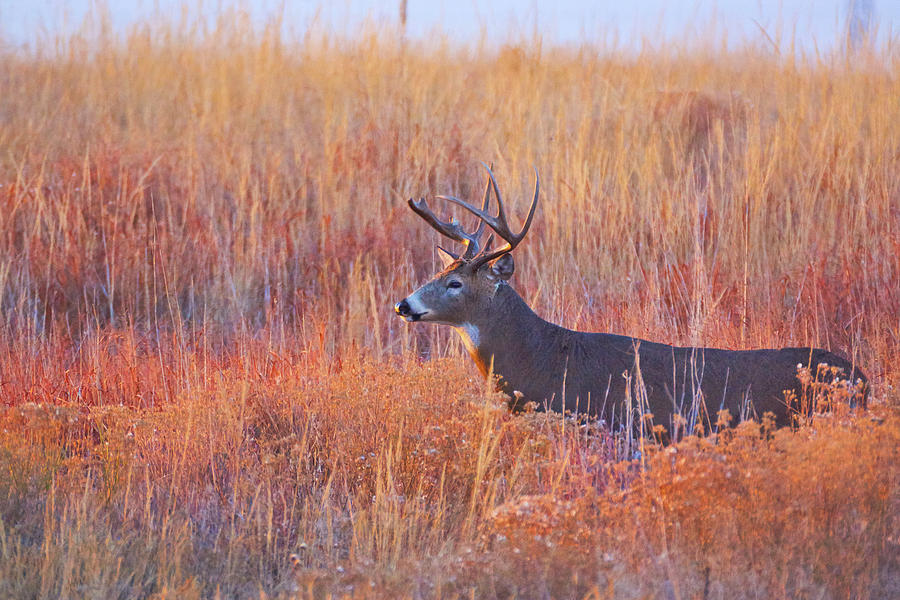 Buck Deer In Morning Sunlight Photograph by John De Bord