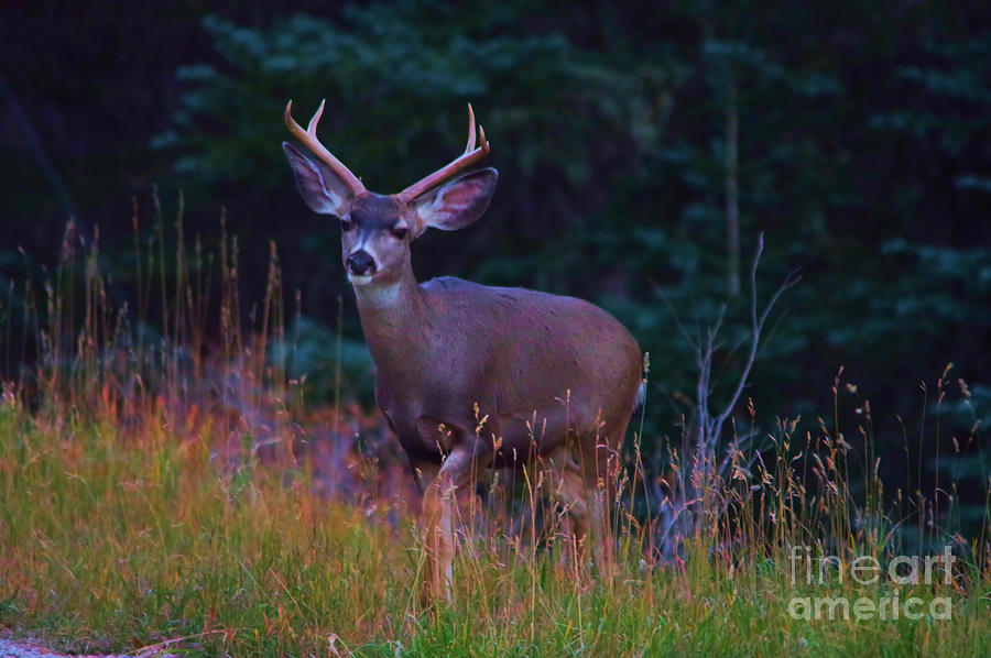 Deer Photograph - Buck deer in the woods by Jeff Swan