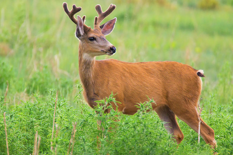 Buck Deer In Velvet Photograph by John De Bord
