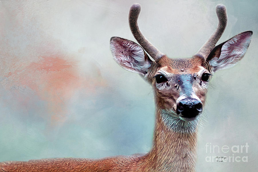 Buck Deer Portrait Photograph by DB Hayes