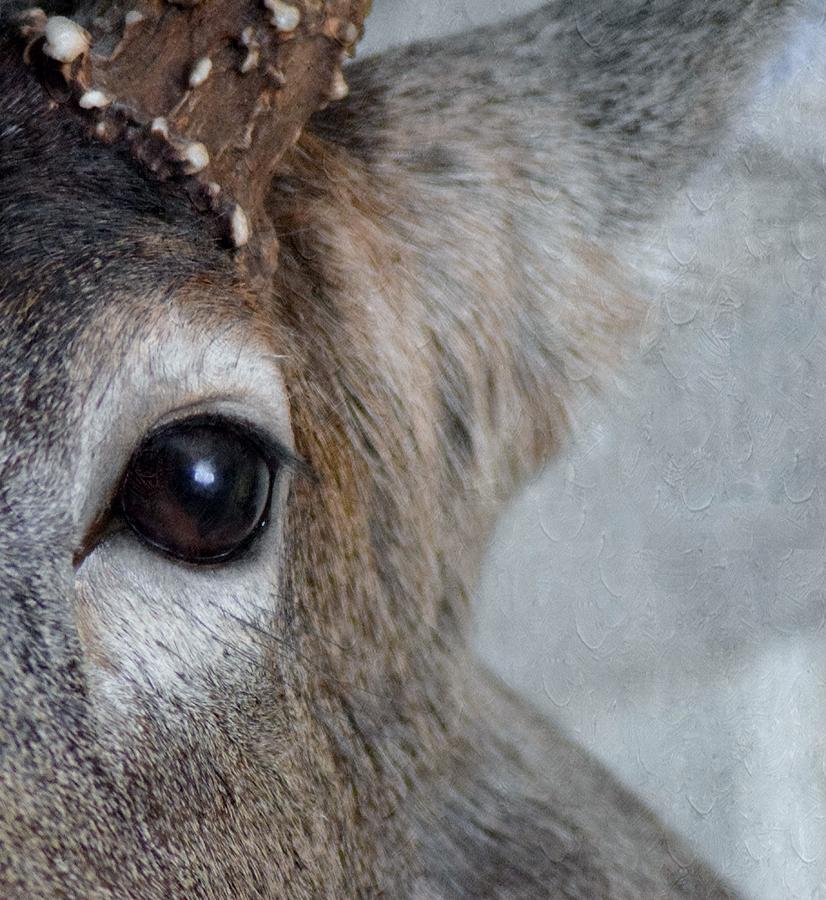 Deer Photograph - Buck Eye by Annie Adkins