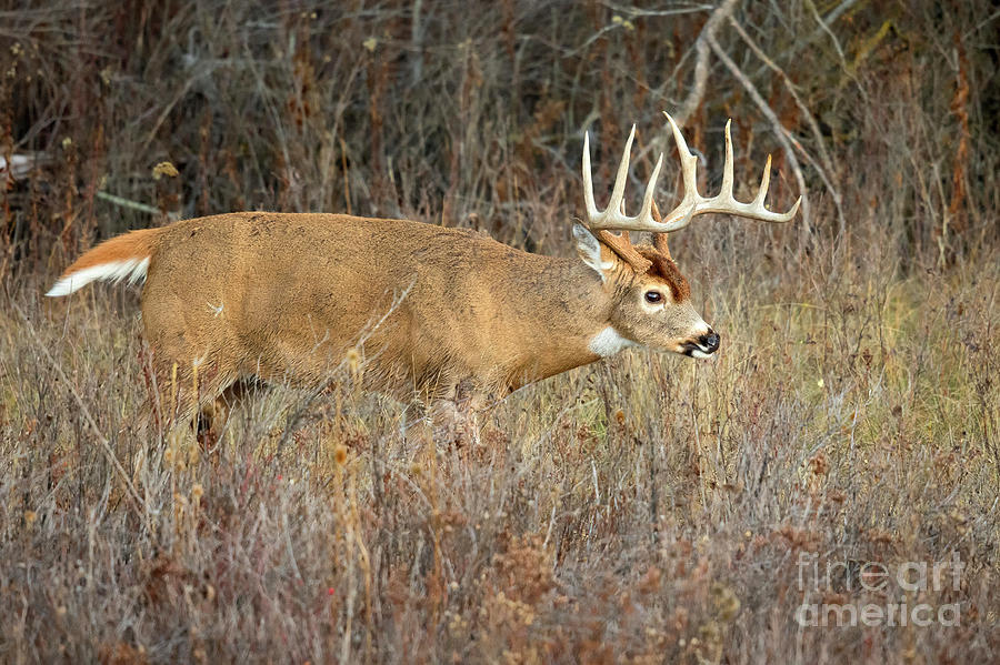 Buck Fever Photograph by Aaron Whittemore Fine Art America