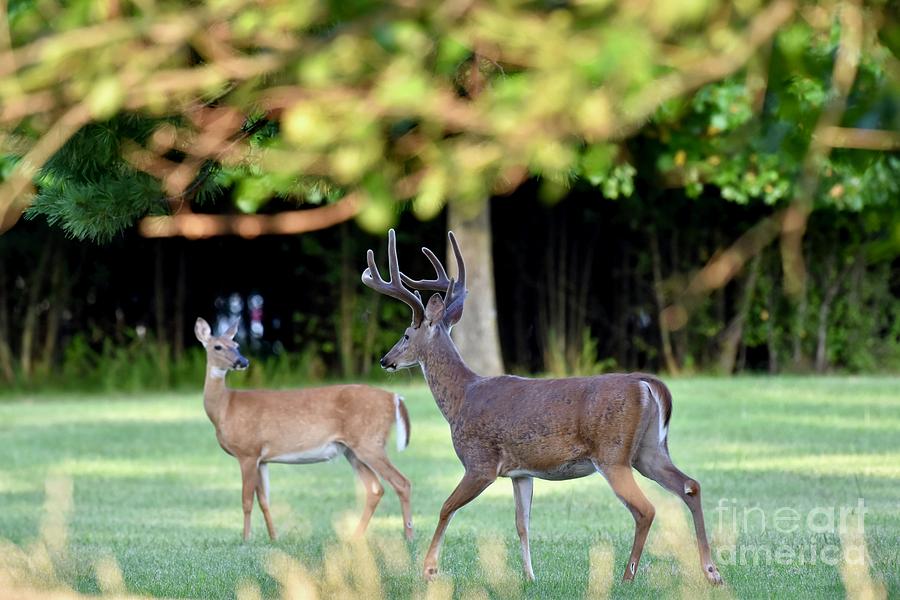 Buck fever Photograph by JL Images Fine Art America