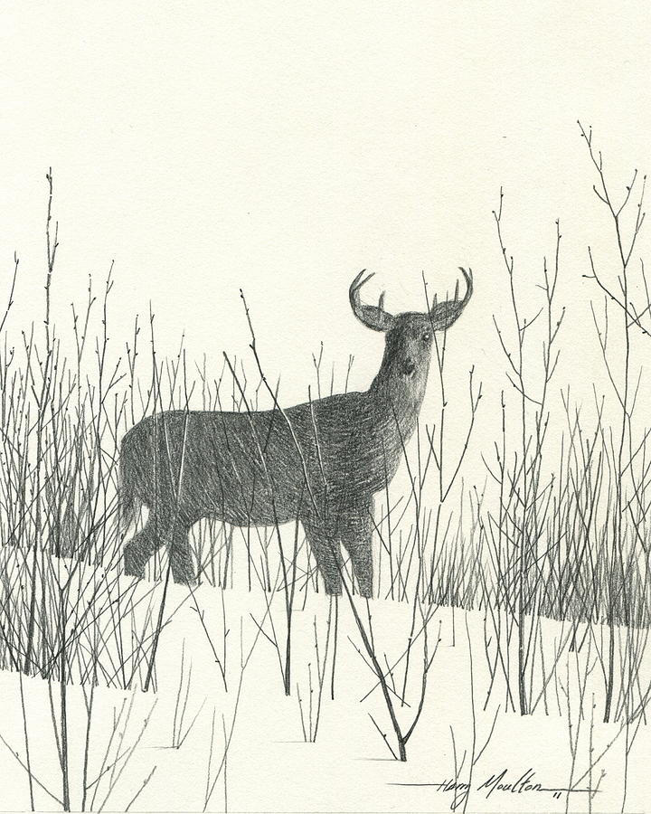 Buck Drawing By Harry Moulton Fine Art America