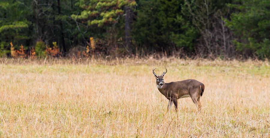 Deer Photograph - Buck In Cades Cove by William Shackelford Deer Photograph - Buck In Cades Cove by William Shackelford