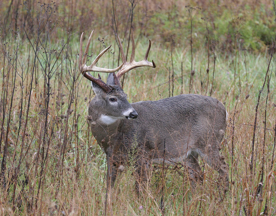 Buck in Fall Photograph by Tina B Hamilton