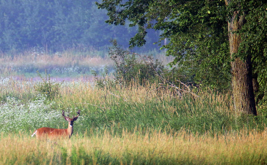Buck In Field 2 Photograph by Brook Burling