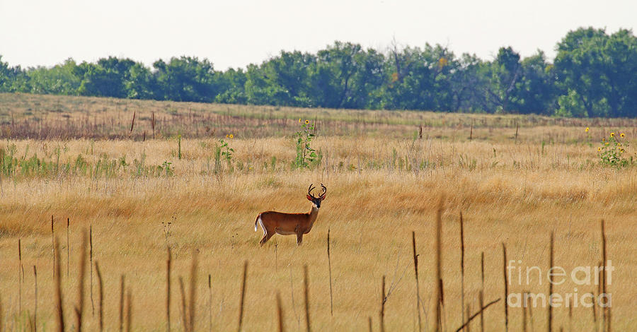 Buck in Field  9706 Photograph by Jack Schultz