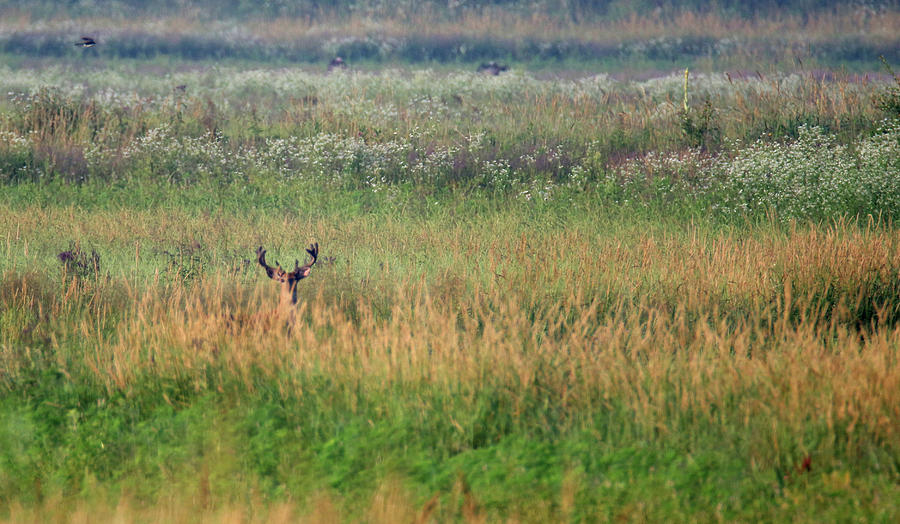 Buck In Field Photograph by Brook Burling
