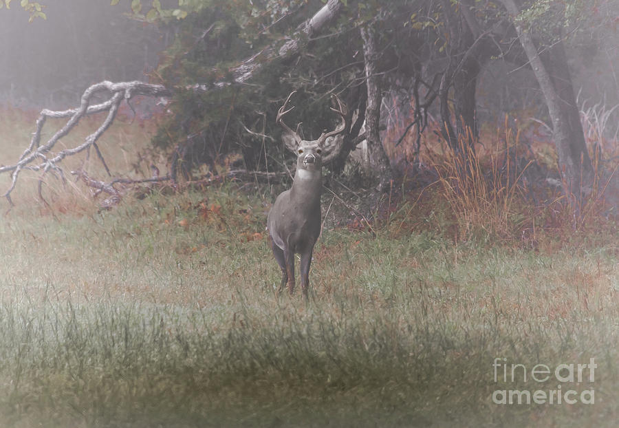 Buck In Foggy Bottoms Photograph by Robert Frederick