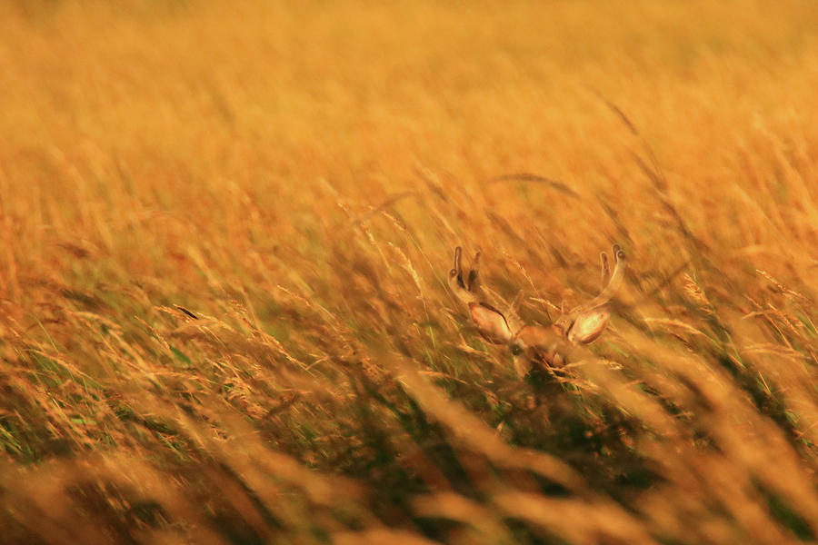Buck In Golden Grass Photograph by Brook Burling