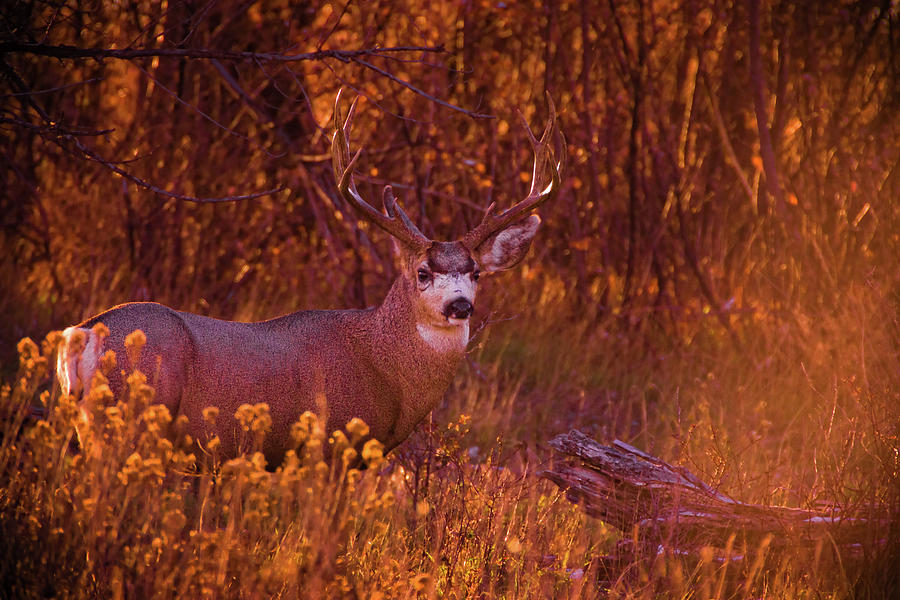 Buck In Golden Hour Light Photograph by John De Bord