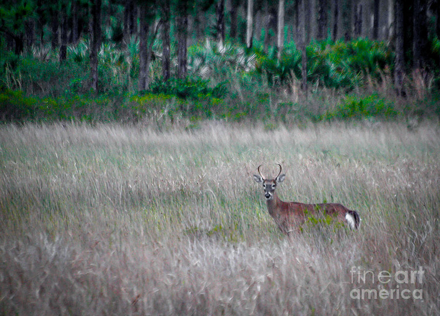 Buck in Grass Photograph by Tom Claud