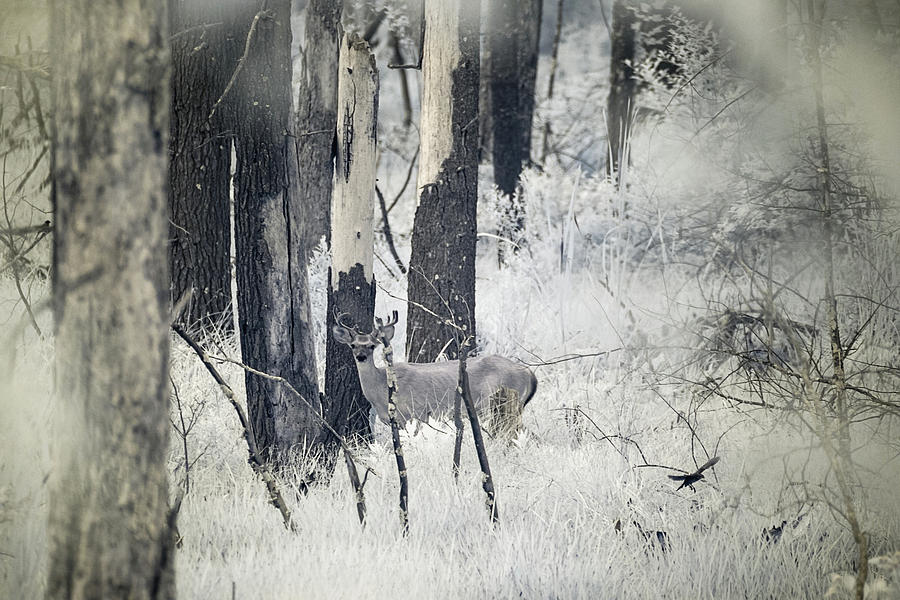 Buck in Infrared Photograph by Brian Hale