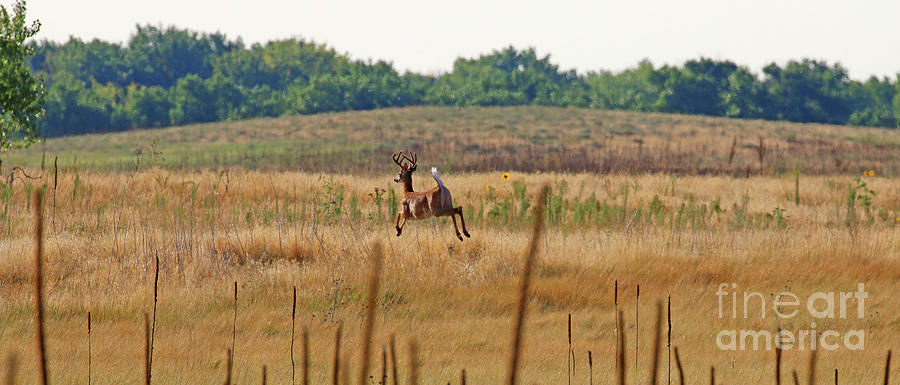 Buck in Mid Air in Field  9714 Photograph by Jack Schultz