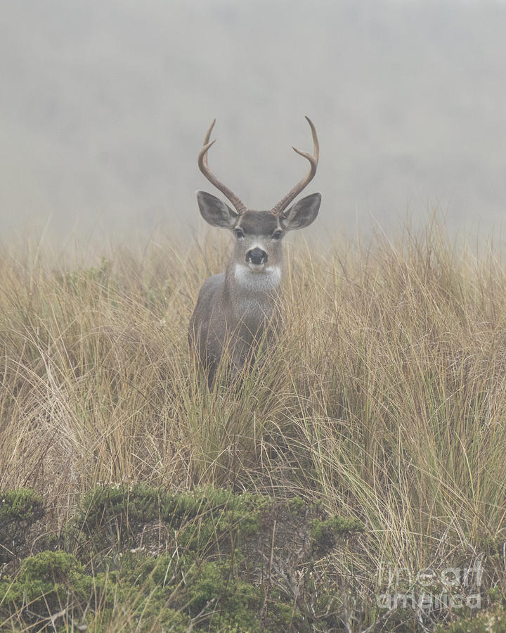 Buck in the Fog Photograph by Steven Natanson