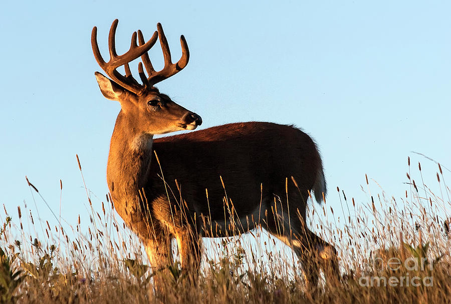 Buck in the morning Photograph by Rodney Cammauf