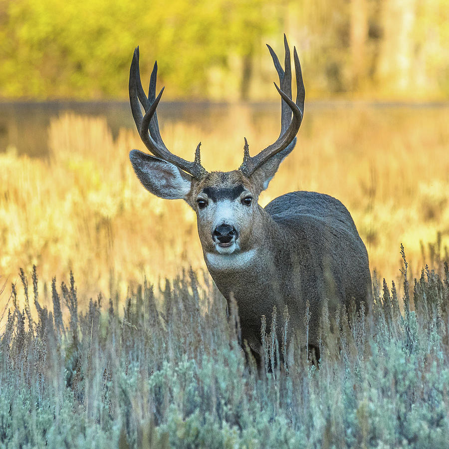 Buck In The Shadows Photograph by Yeates Photography