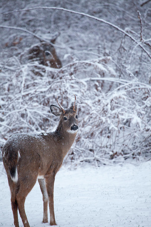 Buck In The Snow Photograph by Karol Livote