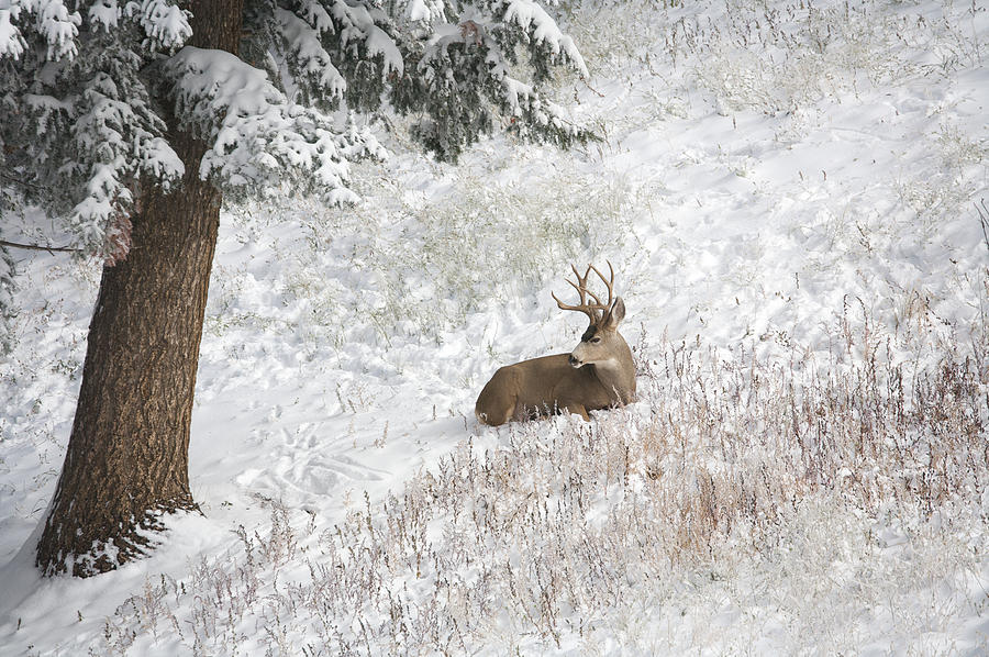 Deer Photograph - Buck in the Snow by Mike Hendren