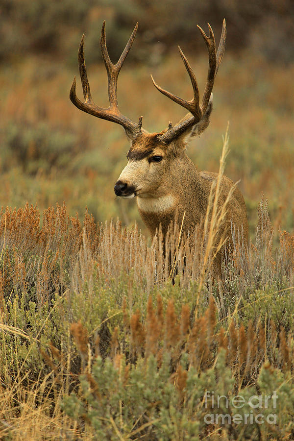 Buck In The Teton Pastels Photograph by Adam Jewell