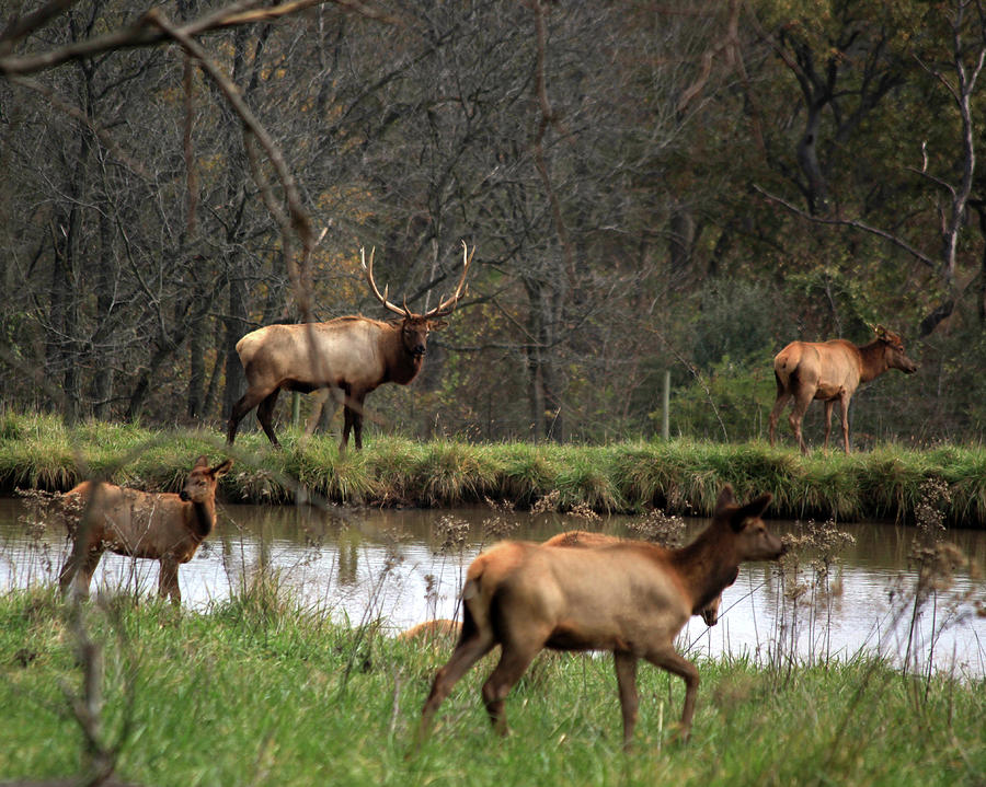 Deer Photograph - Buck in Wilderness by Carol Schultz