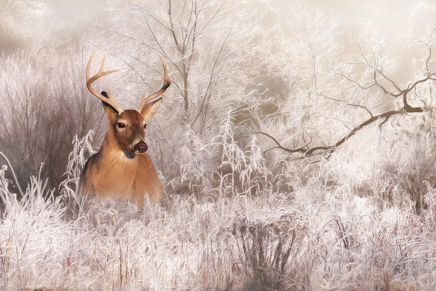 Buck in Winter Photograph by Lori Deiter