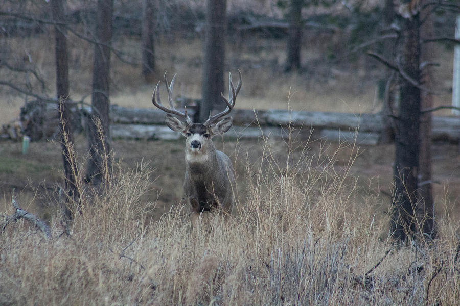 Buck Photograph by Jodi Vetter | Fine Art America