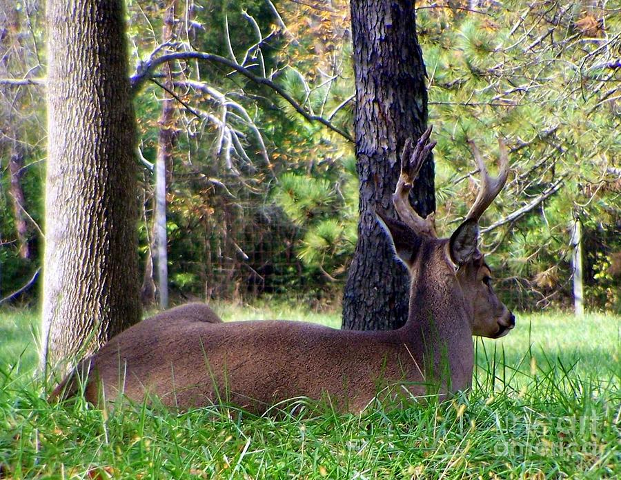 Buck lying in the grass Photograph by Charlene Cox - Fine Art America