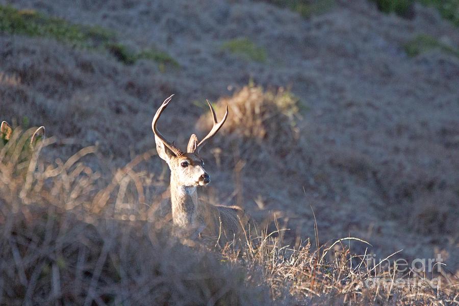 Deer Photograph - Buck by Marta Robin Gaughen