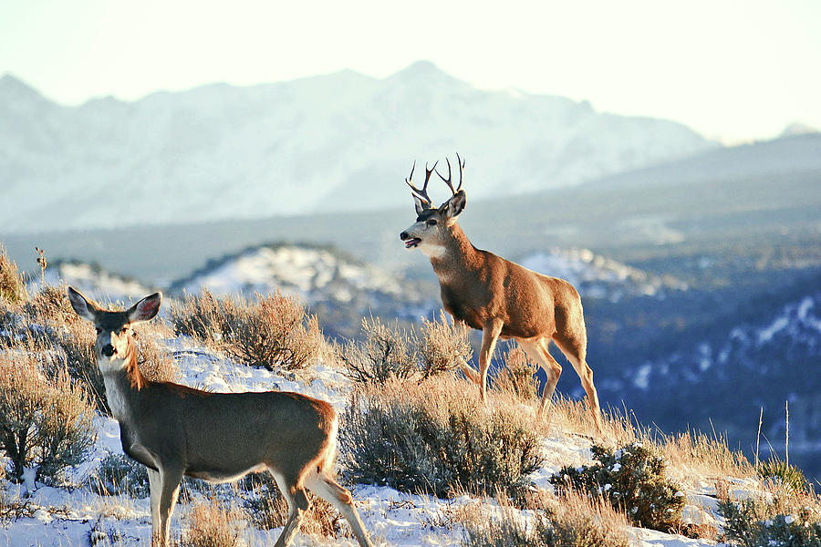 Buck Mule Deer Chasing a Doe Photograph by Linda Weyers | Fine Art America