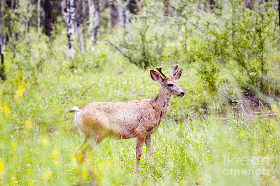 Buck Mule Deer in Pike National Forest Photograph by Steven Krull
