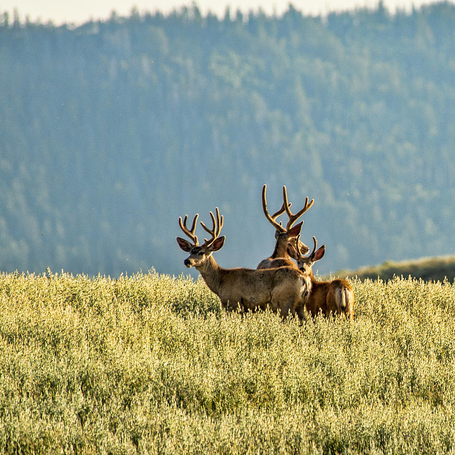 Buck Mule Deer in Velvet Photograph by Daniel Hebard