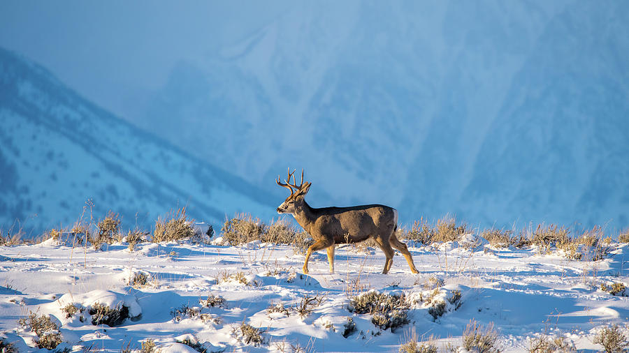 Buck On Canyon Rim Photograph by Yeates Photography