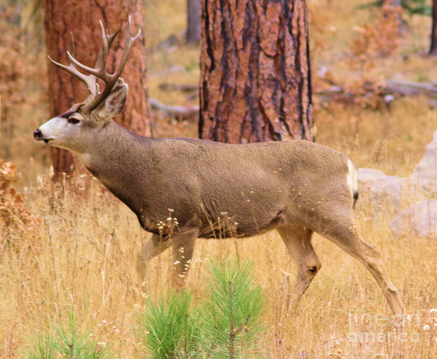 Buck on the move Photograph by Jeff Swan