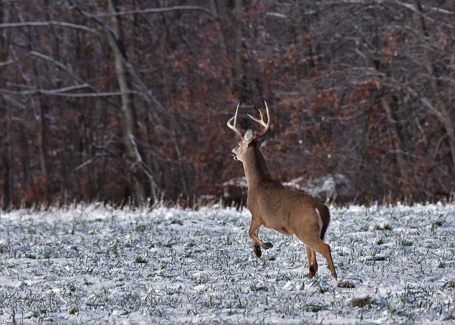 Buck on the run Photograph by Dwight Eddington - Fine Art America