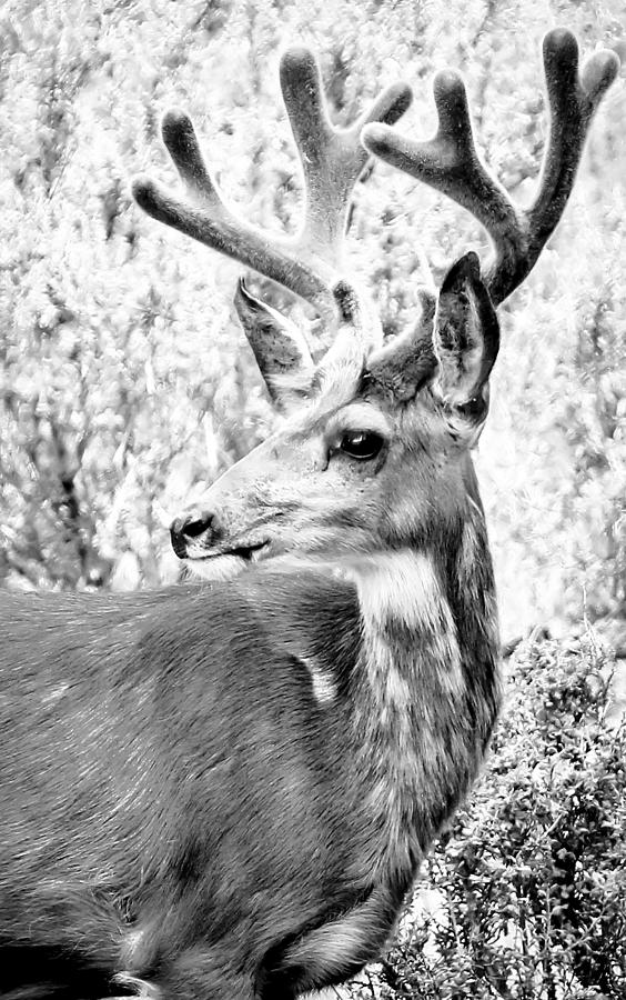 Deer Photograph - Buck Wild by Athena Mckinzie
