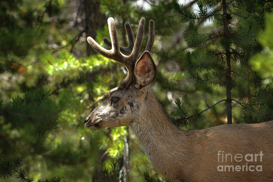 Buck Profile Photograph by Robert Bales