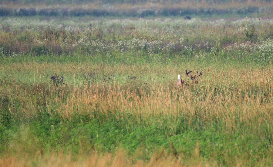 Buck Running In Field Photograph by Brook Burling