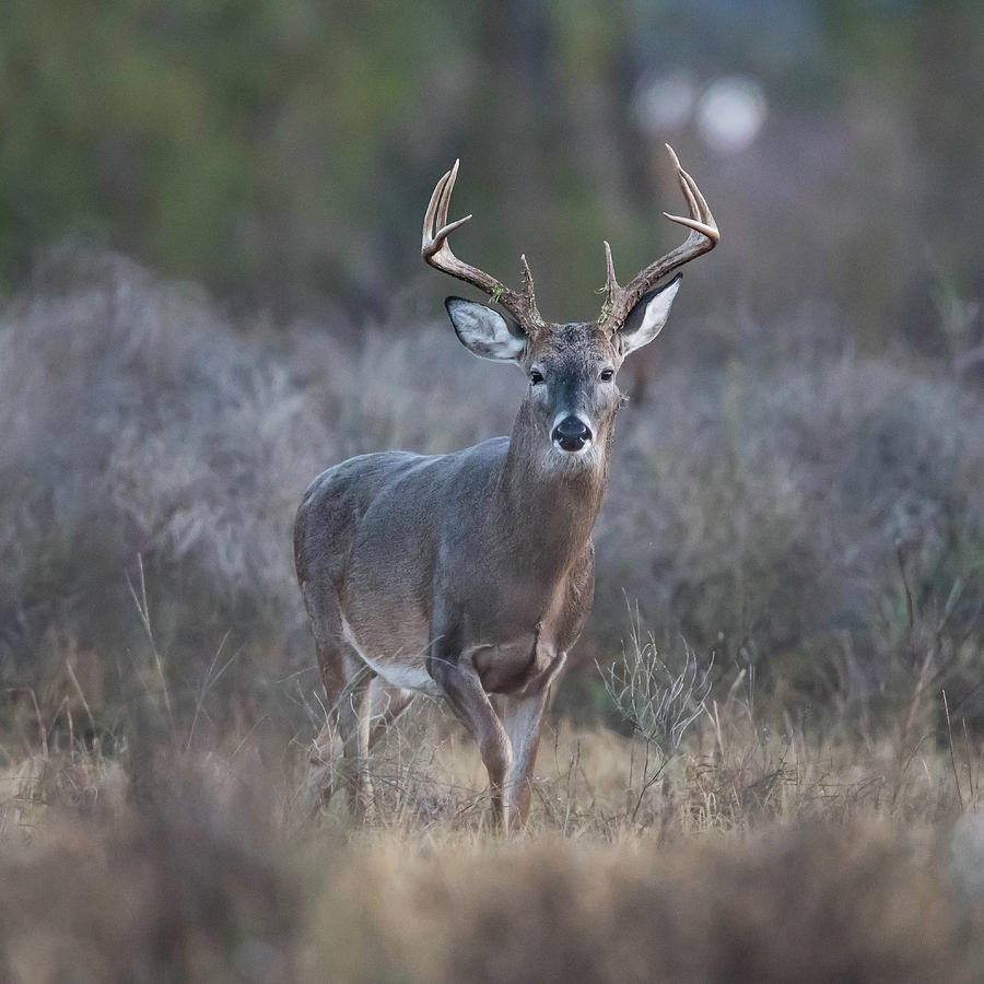 Buck White-tailed Deer Photograph by Ronnie Maum