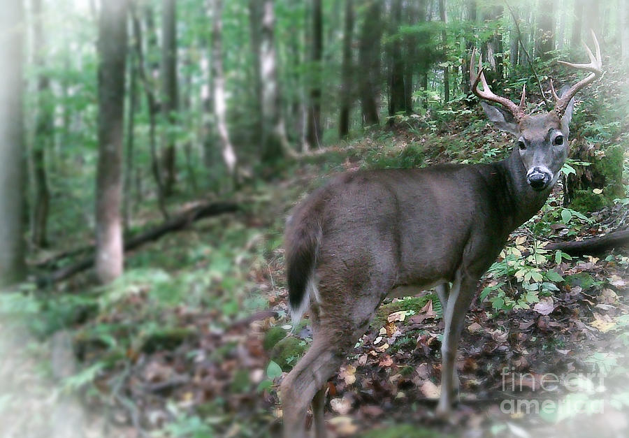 Buck Wild Photograph by Christal Randolph Fine Art America