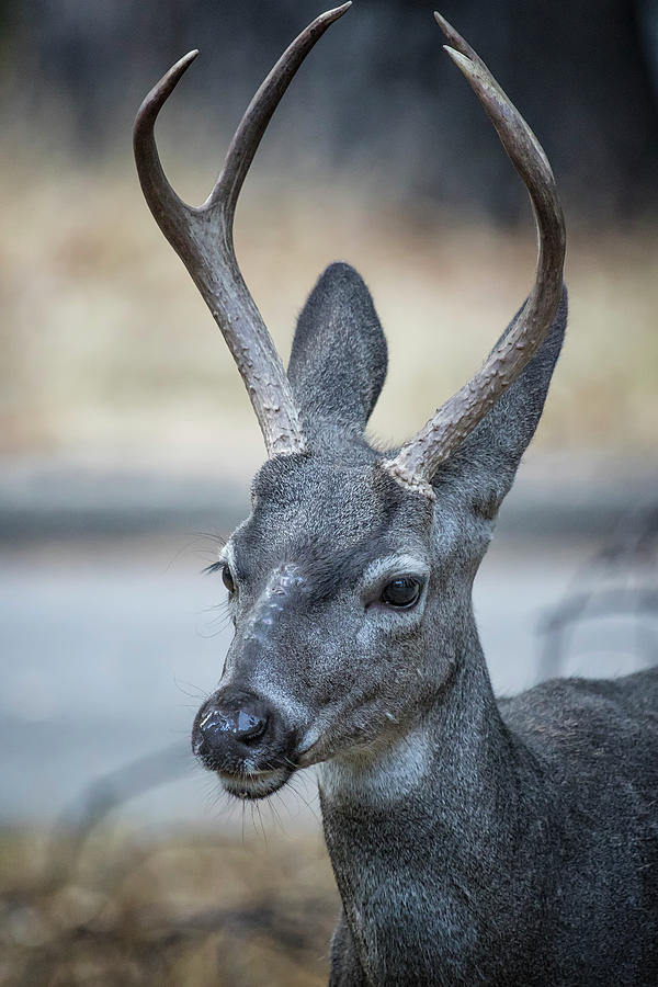 Buck with Two Pronged Antlers Photograph by Belinda Greb