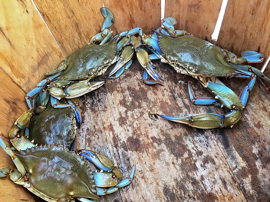Bucket of Blue Crabs Photograph by Jennifer Casey