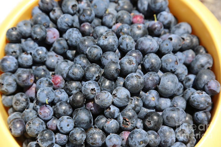 Bucket of Blueberries Photograph by Carol Groenen