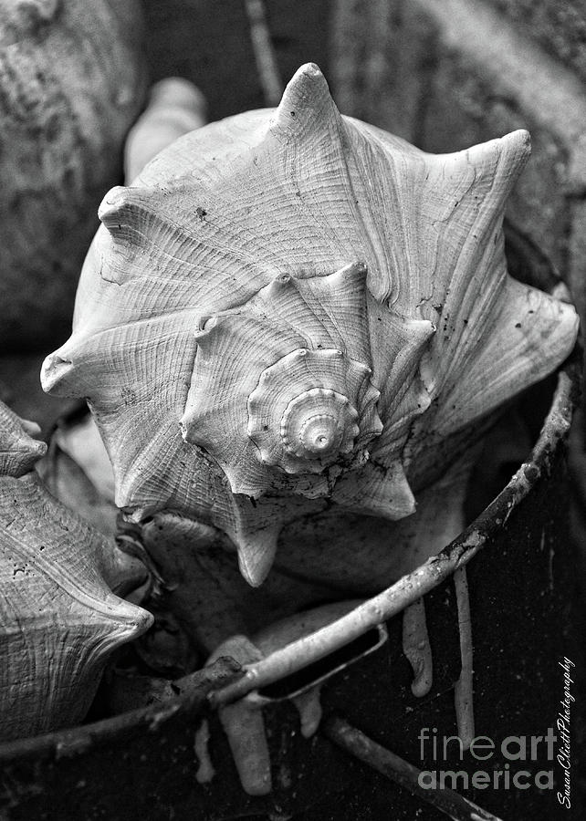 Bucket of Sea Shells Photograph by Susan Cliett