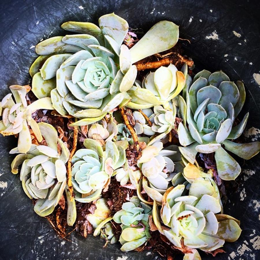 Nature Photograph - Bucket Of Succulents, Thank You Jimmy by Jessica OToole